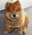 /album/fotogaleria/perros-chow-chow-jpg/